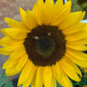 Meet your Posher, Mary michael